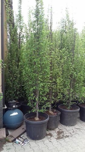Alberi in vaso posizionati vicino a un muro esterno, con una bombola di propano posizionata accanto a loro su una superficie pavimentata.