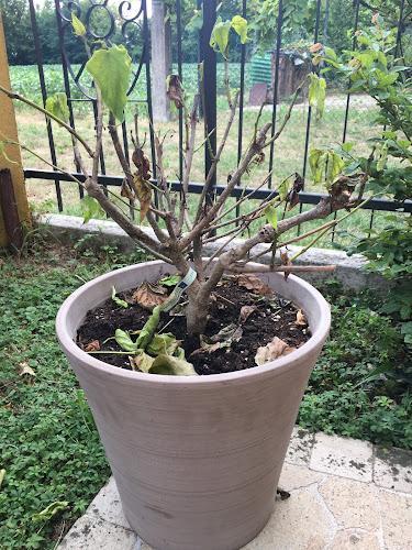 Una pianta in vaso con diversi rami spogli e alcune foglie appassite, circondata da un giardino con erba verde e una recinzione metallica sullo sfondo.