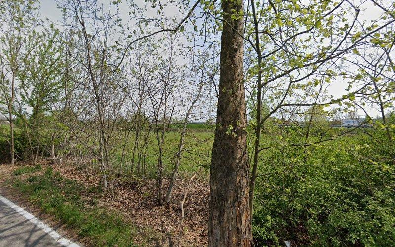 Scena di campagna con una strada sulla sinistra, alberi e arbusti in primo piano e un campo erboso sullo sfondo.