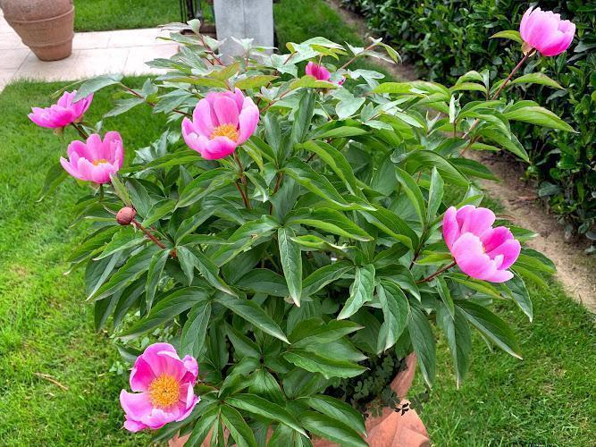 Una pianta in vaso con fiori rosa brillante e foglie verdi è posizionata su un prato erboso vicino a un sentiero e a un'altra pianta in vaso.