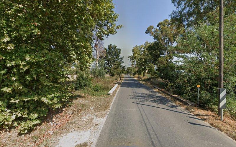 Una stretta strada di campagna fiancheggiata da alberi e vegetazione si estende in lontananza sotto un cielo limpido e azzurro.
