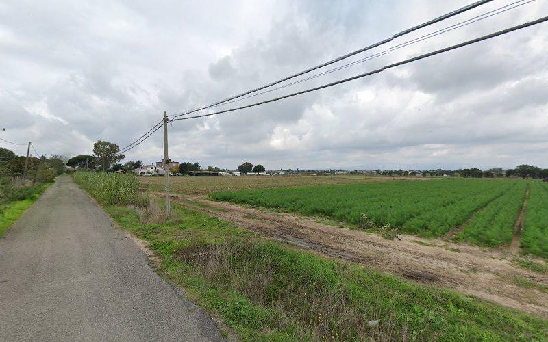 Una stretta strada di campagna costeggia verdi terreni agricoli, sotto un cielo nuvoloso, con linee elettriche parallele alla strada.