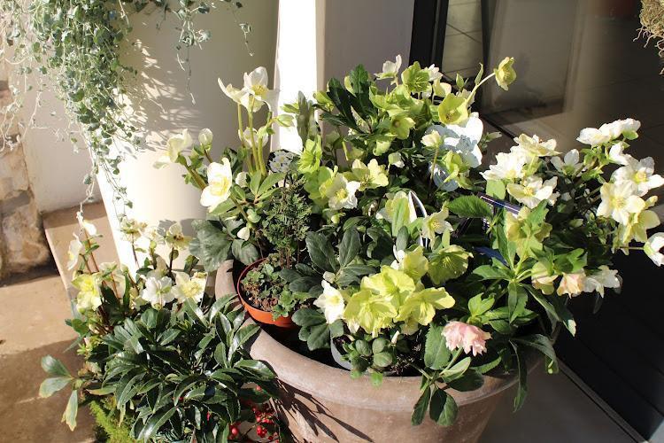 All'esterno di un edificio, in parte all'ombra e in parte al sole, vengono sistemati in vasi di vario tipo, fiori bianchi e verde chiaro.