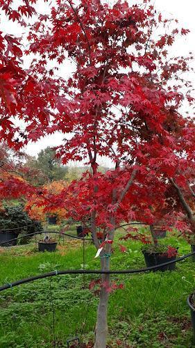 Un albero con foglie di un rosso brillante si trova in un giardino con diverse piante in vaso e un'area erbosa.