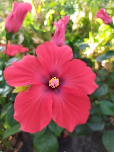 Primo piano di un fiore di ibisco rosso in piena fioritura, con il fogliame verde circostante sfocato sullo sfondo.