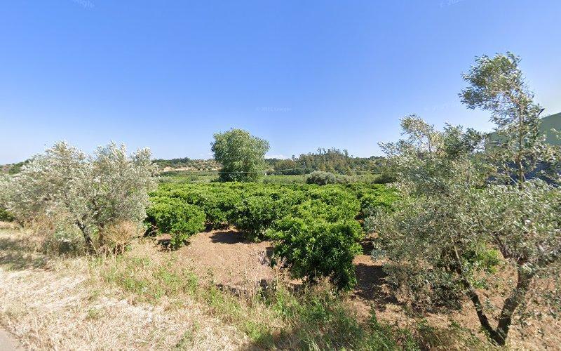 Un campo verde e rigoglioso con vari tipi di vegetazione sotto un cielo azzurro e terso, delimitato da alcuni alberi alti e cespugli.