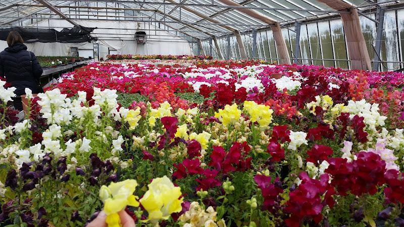 Una serra piena di file di bocche di leone colorate, che spaziano dal bianco e giallo al rosso e viola.