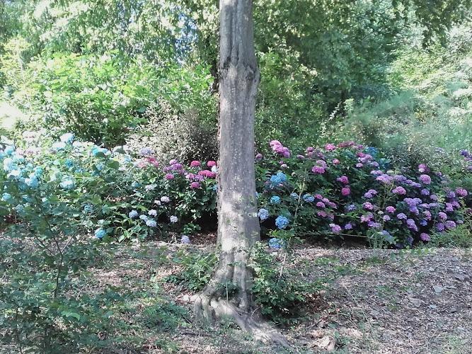 Un tronco d'albero si erge in mezzo a un giardino con ortensie in fiore in tonalità di blu, rosa e viola. Lo sfondo è pieno di fogliame verde.