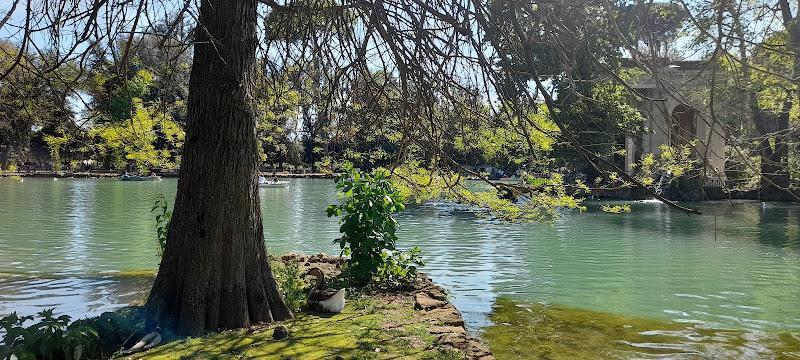 Una scena di lago tranquilla con anatre che nuotano e riposano sotto un albero. Sullo sfondo, si vedono persone che vanno in barca vicino a una struttura parzialmente nascosta dagli alberi.