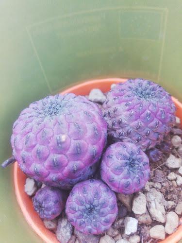 Una pianta in vaso composta da diverse succulente viola, rotonde, simili a cactus, disposte su un letto di piccole pietre.