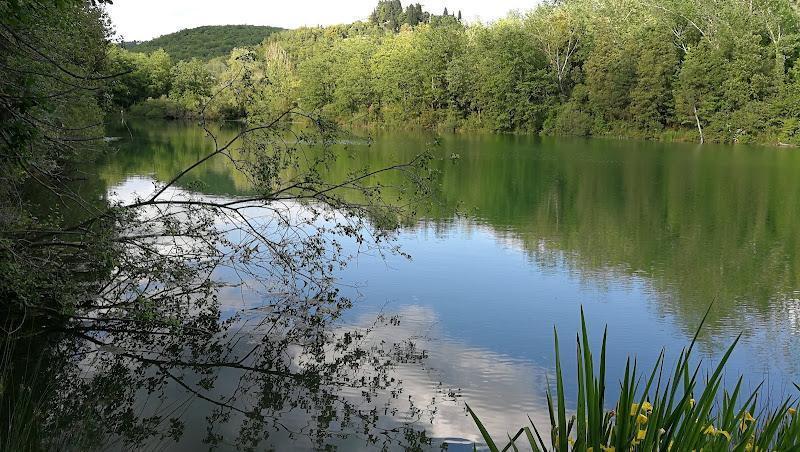 Un lago calmo circondato da fitti alberi verdi, con colline sullo sfondo e un ramo che si estende sull'acqua in primo piano.
