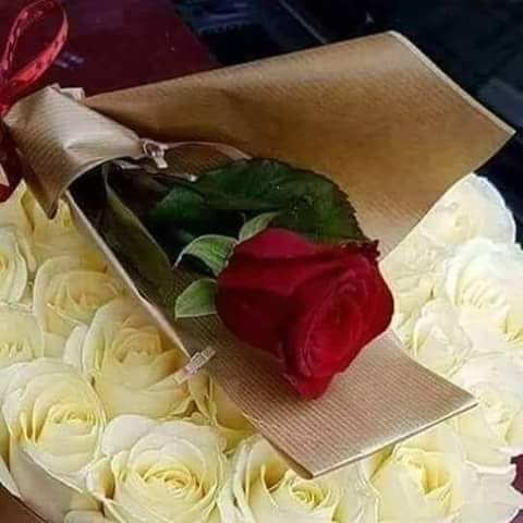 Una singola rosa rossa avvolta in carta dorata è adagiata su un letto di rose bianche.