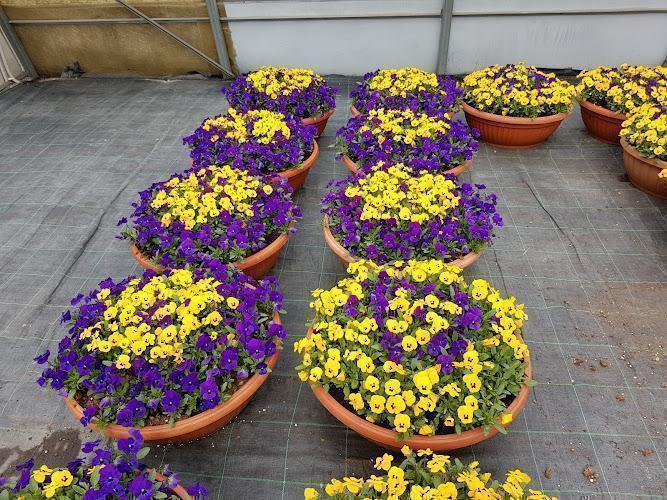 Diverse grandi fioriere piene di fiori gialli e viola disposti in file all'interno di una serra.