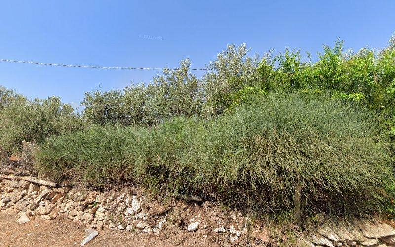 Un muro di pietra dietro il quale crescono vari cespugli e alberi verdi, sotto un cielo azzurro e terso.
