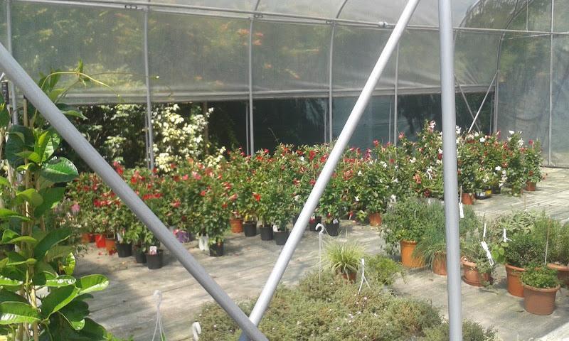 PIANTE E FIORI ANGELO CONTARIN & C. - Angoli Verdi