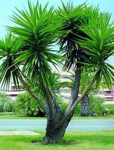 Una grande pianta di yucca ramificata con foglie verdi spinose si trova in un'area paesaggistica con edifici visibili sullo sfondo.