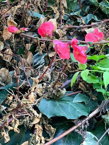In mezzo a un gruppo di foglie secche e marroni e di fogliame verde crescono alcuni fiori rosa brillante.