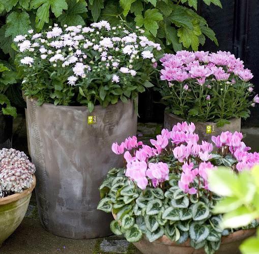 Tre vasi di fiori in fiore in un giardino. Il vaso più alto ha fiori bianchi, quello medio ha fiori rosa e quello più piccolo ha fiori rosa con foglie variegate. Sullo sfondo c'è del fogliame verde.