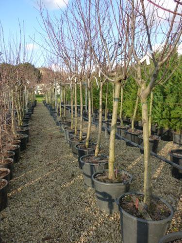 File di giovani alberi in vasi neri allineati su un sentiero di ghiaia in un vivaio, con un cielo limpido sullo sfondo.