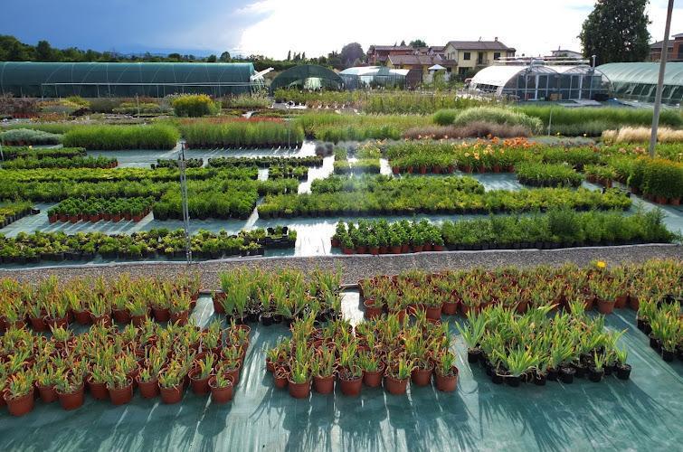 Un vivaio con file di piante in vaso e piantine su un telo verde, serre sullo sfondo e un cielo parzialmente nuvoloso.