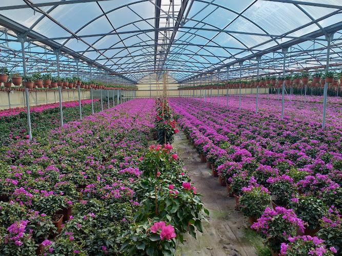 Una serra piena di file di fiori rosa e viola in vaso, sotto un tetto con pannelli di vetro.