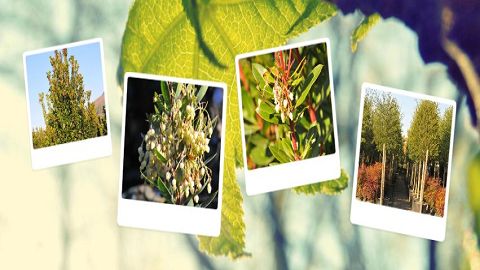 Immagine che mostra quattro foto in stile Polaroid di vari alberi e piante, disposte su uno sfondo di fogliame verde.