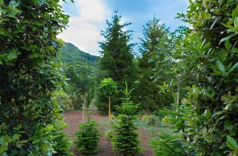 Veduta di un giardino verde con vari alberi giovani e maturi, incorniciati da cespugli su entrambi i lati, sotto un cielo parzialmente nuvoloso.