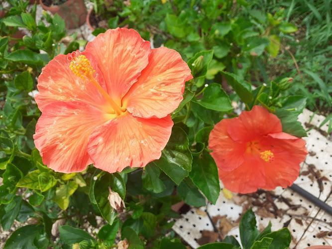 Due vivaci fiori di ibisco arancione sbocciano tra lussureggianti foglie verdi, con un secondo fiore più piccolo parzialmente visibile. Sotto si vede uno sfondo di pavimentazione punteggiata.