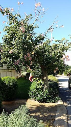 Un albero con fiori rosa si erge sul ciglio della strada. Un oggetto rosa curvo pende da uno dei suoi rami. Un'auto nera è parcheggiata sul lato destro e il verde circonda l'area.