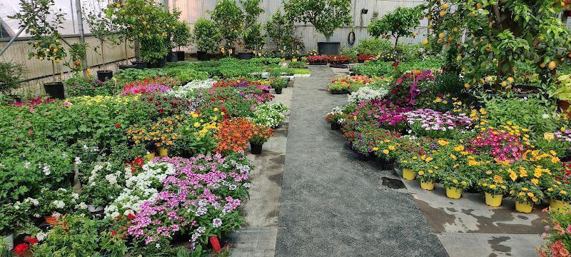 Una serra contenente numerose piante in vaso e fiori, organizzati in file su entrambi i lati di un passaggio centrale. Le piante esibiscono una gamma di colori vivaci tra cui rosso, giallo, rosa e verde.