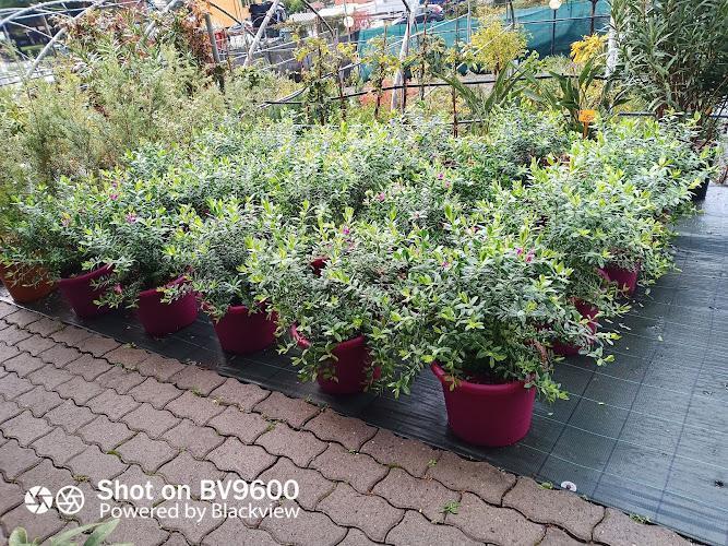 Vivaio Sempreverde Genova Angoli Verdi