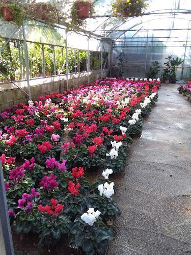 Una serra con file di fiori di ciclamino in vaso nei colori rosso, rosa e bianco. In alto si vedono piante sospese. La luce naturale filtra attraverso la struttura della serra.