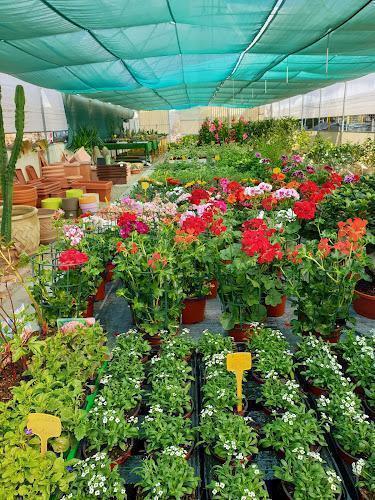 Una serra con file di piante in vaso e fiori, tra cui fiori rossi, rosa e bianchi. Sullo sfondo sono visibili diversi vasi di terracotta e attrezzi da giardinaggio.