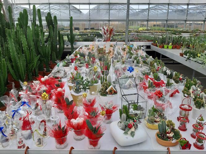 hortiCActus - Angoli Verdi