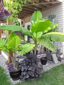 Come coltivare e curare un albero di banane