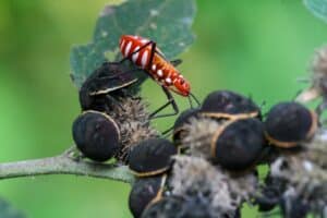 Pericoli del giardino: Famiglia di insetti