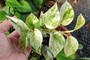 Beautiful variegated pothos house plant in the garden.
