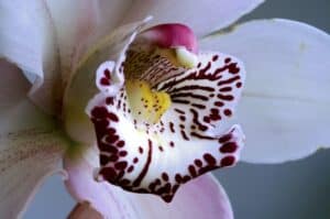 Coltivare le orchidee in casa - Consigli per i principianti