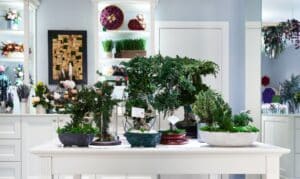 Quanti tipi di bonsai ci sono? Ecco le varie forme