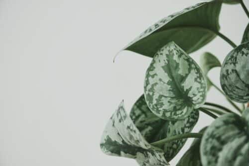 Faux watermelon peperomia plant on light gray background