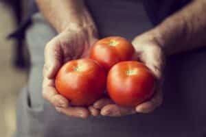 I passi per la coltivazione dei pomodori da seme