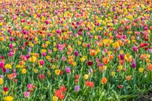 Thousands of Tulips