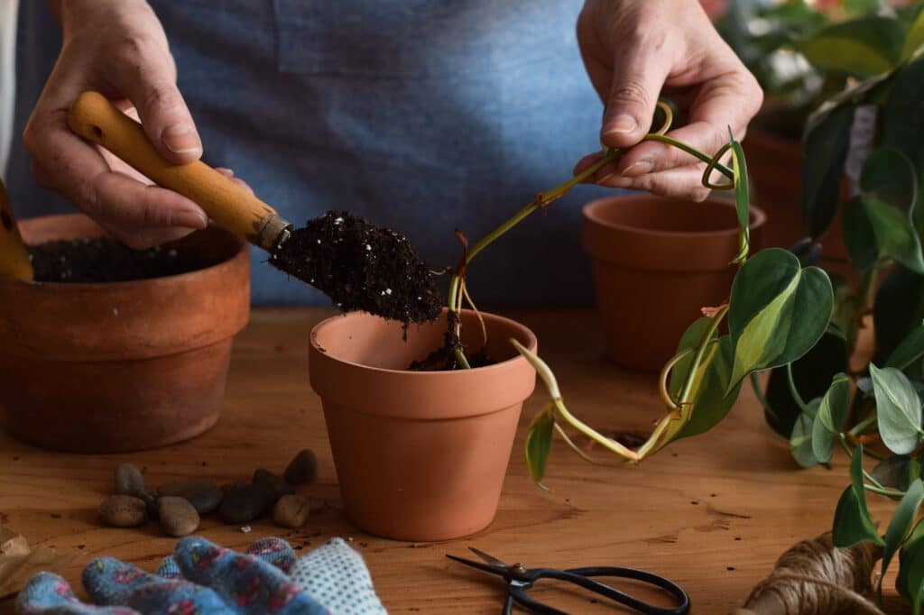 Woman scooping potting soil into a pot to plant pothos cuttings