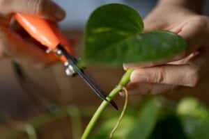 Women cutting pothos plant for water propagation