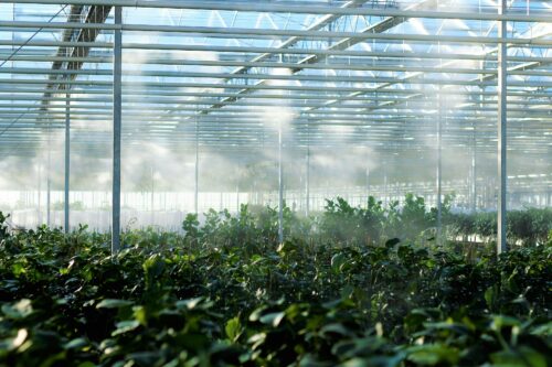 Quando pensiamo a una serra, spesso ci immaginiamo una piccola struttura da cortile in legno e pellicola. Tuttavia, le strutture commerciali professionali – quelle che ci forniscono verdure e fiori tutto l'anno – sono veri e propri capolavori di ingegneria.